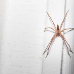 Une araignée vivante retrouvée dans l’oreille d’un patient français aux urgences : “J’entendais comme un bruit”