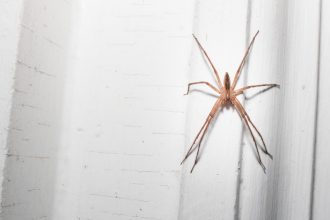 Une araignée vivante retrouvée dans l’oreille d’un patient français aux urgences : “J’entendais comme un bruit”