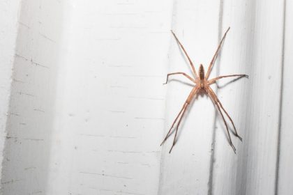 Une araignée vivante retrouvée dans l’oreille d’un patient français aux urgences : “J’entendais comme un bruit”