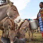 PADCO 2025 à Abidjan : l’Afrique se mobilise pour préserver l’âne
