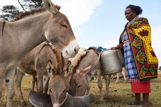 PADCO 2025 à Abidjan : l’Afrique se mobilise pour préserver l’âne