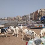 Moutons destinés à la Tabaski sur la plage de Ngor, à Dakar