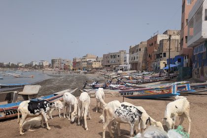 Moutons destinés à la Tabaski sur la plage de Ngor, à Dakar