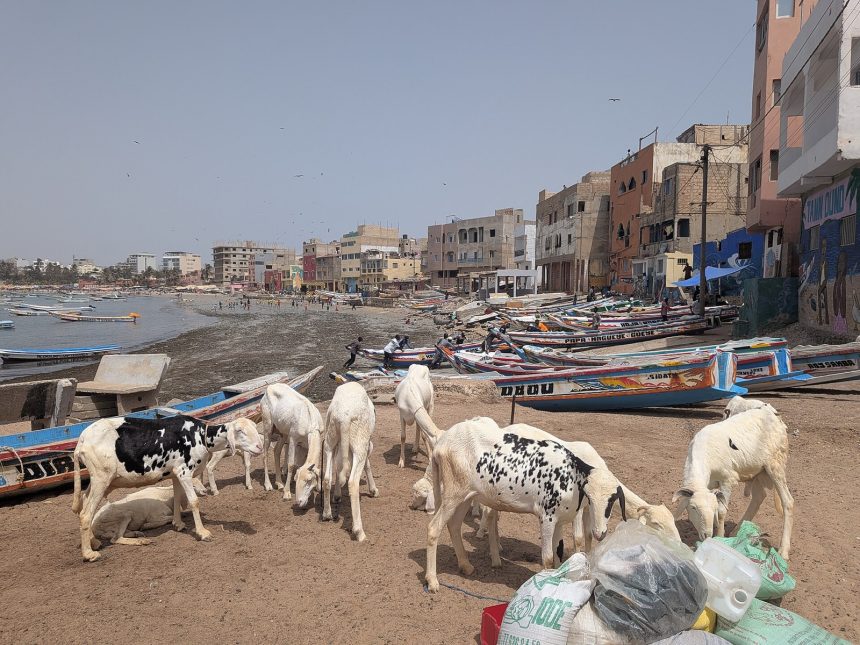 Moutons destinés à la Tabaski sur la plage de Ngor, à Dakar